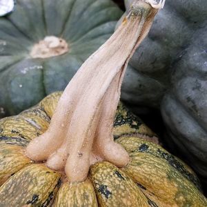 Meet your Posher, Clelia